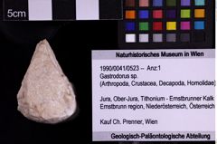 Foto (Objekt + Etiketten) von Gastrodorus sp. (NHMW-GEO-1990-0041-0523)